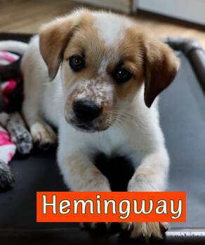Australian Shepherd Dogs Available for Adoption in Southlake, Texas - Hemingway | PetCurious