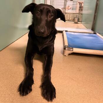 Luna May -  Shepherd and Retriever Dog for Adoption in Lynchburg, Virginia - Luna May | PetCurious