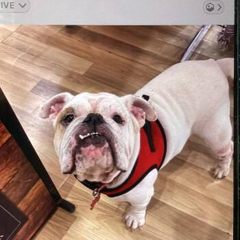 Fendi -  English Bulldog Dog for Adoption in New Orleans, Louisiana - Fendi | PetCurious