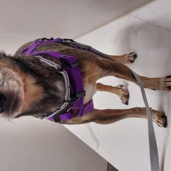 Batman -  Chihuahua and Dachshund Dog for Adoption in Huntley, Illinois - Batman | PetCurious