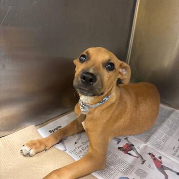 TX4067 Max -  Mixed Breed Dog for Adoption in Port Washington, New York - TX4067 Max | PetCurious