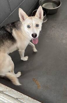 Husky Dogs Available for Adoption in Edna, Texas - FOUND - Buttercup | PetCurious