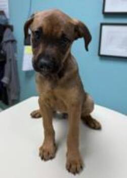 Simba -  Shepherd and Mixed Breed Dog for Adoption in Morristown, New Jersey - Simba | PetCurious