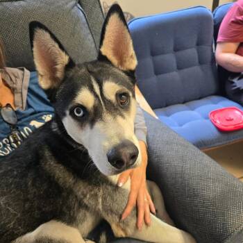 Dexter -  Siberian Husky and German Shepherd Dog Dog for Adoption in Fort Bragg, California - Dexter | PetCurious