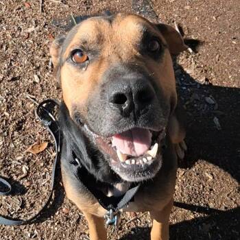 Chopper -  Mixed Breed Dog for Adoption in West Palm Beach, Florida - Chopper | PetCurious
