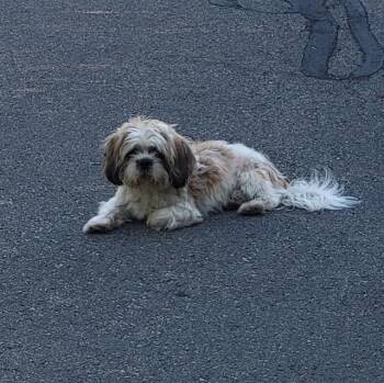 WALIS -  Shih Tzu Dog for Adoption in San Antonio, Texas - WALIS | PetCurious