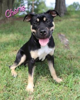 Cherie -  Rottweiler and Mixed Breed Dog for Adoption in Parma, Ohio - Cherie | PetCurious