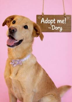 Golden Retriever and Yellow Labrador Retriever Dogs Available for Adoption - Dory | PetCurious