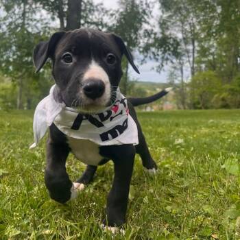 Magic -  Bull Terrier and Mixed Breed Dog for Adoption in Greensburg, Pennsylvania - Magic | PetCurious