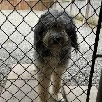 Bernese Mountain Dog and Poodle Dogs Available for Adoption in Warren, New Jersey - Onyx | PetCurious