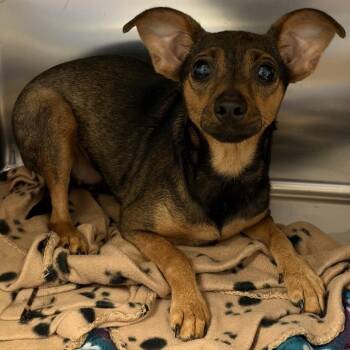Mallory -  Chihuahua and Mixed Breed Dog for Adoption in Springboro, Ohio - Mallory | PetCurious