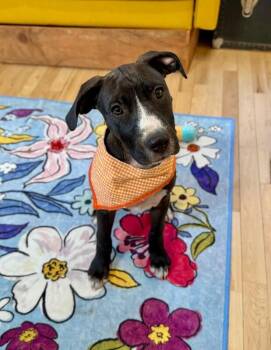 Pit Bull Terrier and Labrador Retriever Dogs Available for Adoption - Scout Charriton | PetCurious