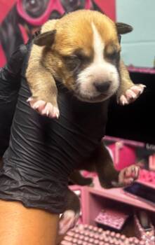 King Leonidas -  American Staffordshire Terrier and Mixed Breed Dog for Adoption in Rockport, Texas - King Leonidas | PetCurious