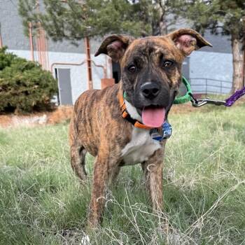 Boxer and Mixed Breed Dogs Available for Adoption in Parker, Colorado - 613 (2026) Phoebe | PetCurious