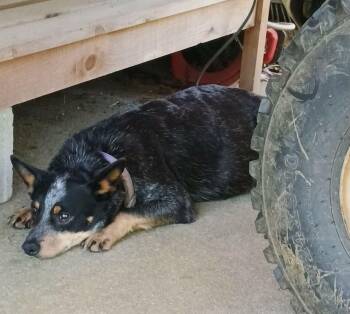 Cutie pie -  Australian Cattle Dog Blue Heeler Dog for Adoption in Lakewood Ranch, Florida - Cutie Pie | PetCurious