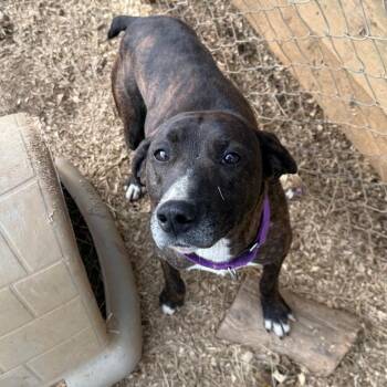 Hound Dogs Available for Adoption - Brav | PetCurious