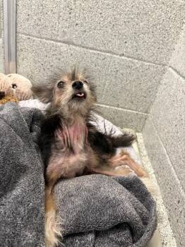 Daryl Dixon -  Yorkshire Terrier Dog for Adoption in Bowling Green, Ohio - Daryl Dixon | PetCurious