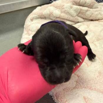 Terrier and Mixed Breed Dogs Available for Adoption in Ontario, California - PURPLE COLLAR - NEEDS A FOSTER | PetCurious