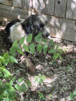 Schnauzer Dogs Available for Adoption in San Antonio, Texas - A810641 | PetCurious