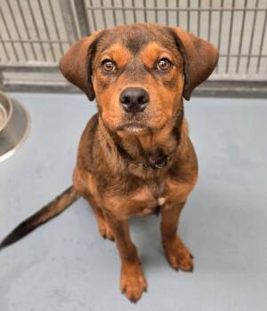 Shadeaux -  Mastiff and German Shepherd Dog Dog for Adoption in Sedalia, Colorado - Shadeaux | PetCurious