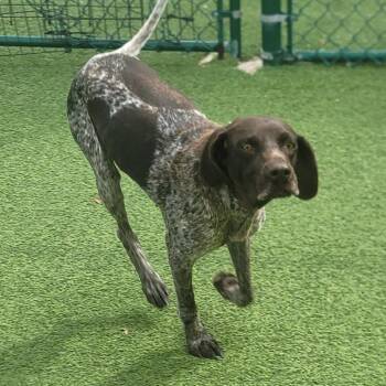 Roxy 4509 -  English Pointer Dog for Adoption in Loxahatchee Groves, Florida - Roxy 4509 | PetCurious