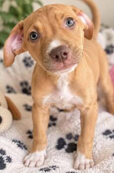 REBEKA -  American Bulldog Dog for Adoption in Margate, Florida - REBEKA | PetCurious