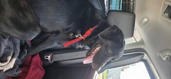 Black Labrador Retriever Dogs Available for Adoption - Artemis | PetCurious