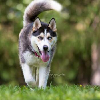 Siberian Husky Dogs Available for Adoption - Denali | PetCurious