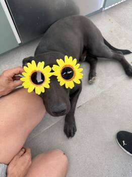 Simon -  Labrador Retriever Dog for Adoption in Santa Monica, California - Simon | PetCurious