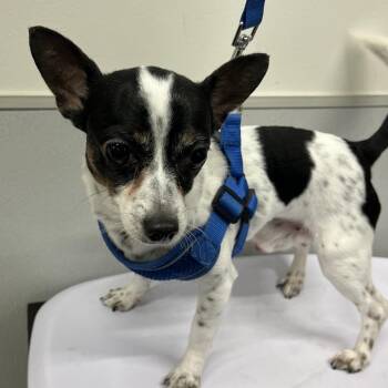 Maicol -  Chihuahua Dog for Adoption in Tampa, Florida - Maicol | PetCurious
