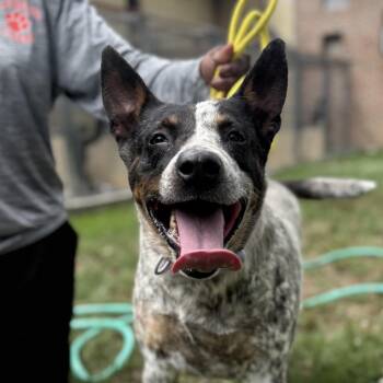 Zenith -  Australian Cattle Dog Blue Heeler Dog for Adoption in Columbia, South Carolina - Zenith | PetCurious