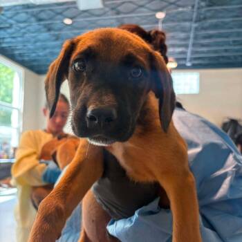 Leland -  Mixed Breed Dog for Adoption in Huntington, West Virginia - Leland | PetCurious