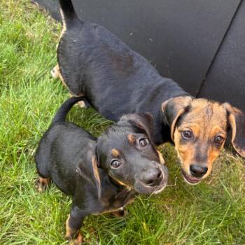 Debbie -  Mixed Breed Dog for Adoption in Wheeling, Illinois - Debbie | PetCurious