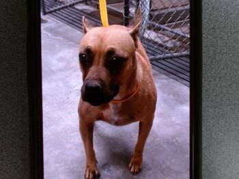 NANCY -  Pit Bull Terrier and Mixed Breed Dog for Adoption in Albuquerque, New Mexico - NANCY | PetCurious