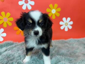 Epic -  Chihuahua and Australian Shepherd Dog for Adoption in Phoenix, Arizona - Epic | PetCurious