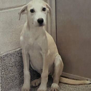 Molly -  Labrador Retriever Dog for Adoption in Houston, Texas - Molly | PetCurious