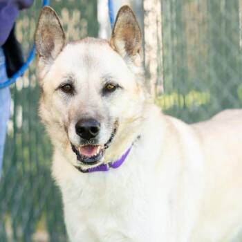 MARA -  Anatolian Shepherd and Mixed Breed Dog for Adoption in Camarillo, California - MARA | PetCurious