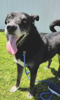 Sky -  Siberian Husky and Labrador Retriever Dog for Adoption in Pocatello, Idaho - Sky | PetCurious
