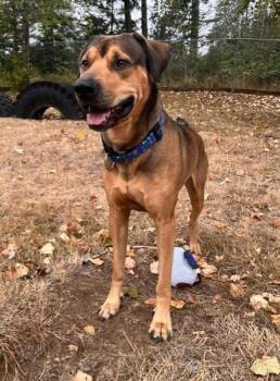 Reggie -  Rhodesian Ridgeback and Coonhound Dog for Adoption in Comox, British Columbia - Reggie | PetCurious