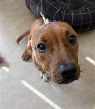 CARAMEL -  Pit Bull Terrier Dog for Adoption in Derwood, Maryland - CARAMEL | PetCurious