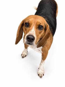 Little Lady -  Beagle and Mixed Breed Dog for Adoption in Bowling Green, Kentucky - Little Lady | PetCurious