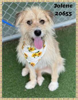 JOLENE see also TRIXIE -  Terrier Dog for Adoption in Marietta, Georgia - JOLENE See Also TRIXIE | PetCurious