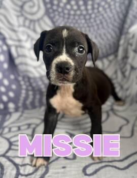 Missie -  Boxer and Pit Bull Terrier Dog for Adoption in Shalimar, Florida - Missie | PetCurious