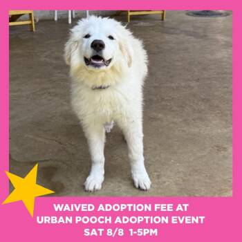 Jules -  Great Pyrenees and Mixed Breed Dog for Adoption in Chicago, Illinois - Jules | PetCurious