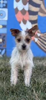 Shih Tzu and Yorkshire Terrier Dogs Available for Adoption - Sprout  | PetCurious