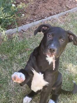 Troy -  Shepherd and Labrador Retriever Dog for Adoption in Denver, Colorado - Troy | PetCurious