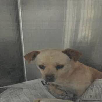 Cedar -  Chihuahua Dog for Adoption in Saint Charles, Missouri - Cedar | PetCurious