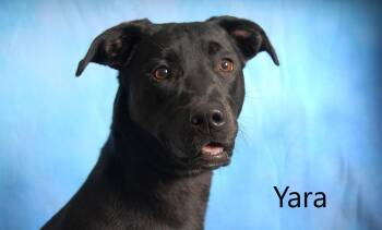 Black Labrador Retriever Dogs Available for Adoption in Mount Vernon, Ohio - Yara | PetCurious
