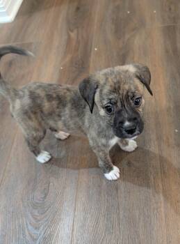 Boxer Dogs Available for Adoption in The Woodlands, Texas - Ruthie | PetCurious