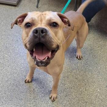 American Bulldog and Mixed Breed Dogs Available for Adoption - Pudge | PetCurious